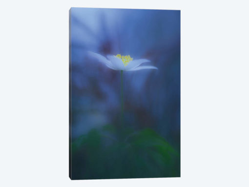 Wood Anemone