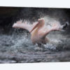 Bathing Fun .....