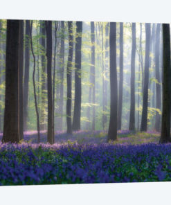 Bluebells