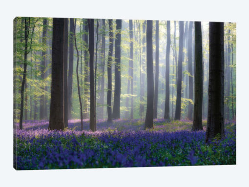 Bluebells