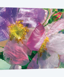 Pink Floral Underwater II