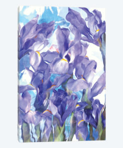 Purple Crocus