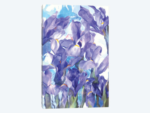 Purple Crocus