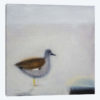 Gadwall