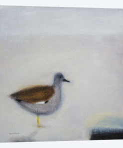 Gadwall