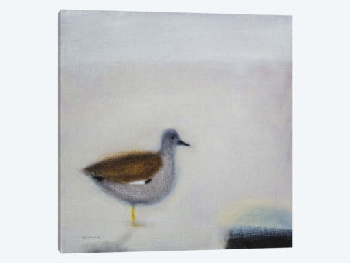 Gadwall