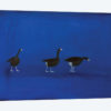 Three Geese