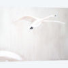 Bewick's Swan