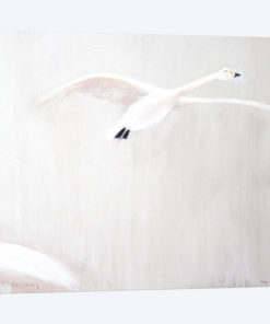 Bewick's Swan