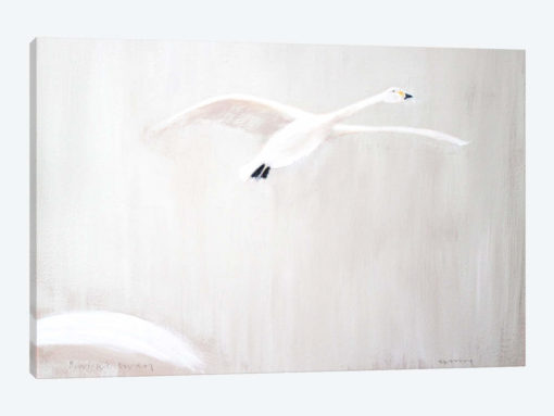 Bewick's Swan