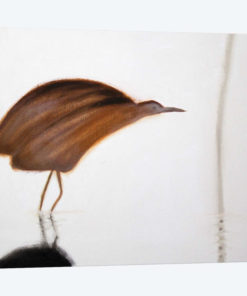 Bittern