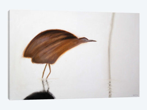 Bittern
