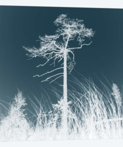 Weathered Trees I