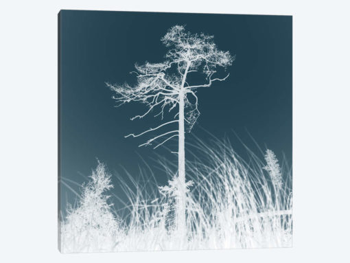 Weathered Trees I