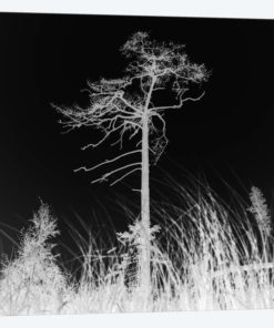 Weathered Trees II