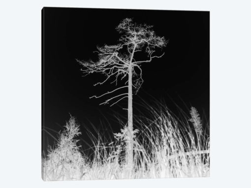 Weathered Trees II