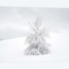 White Tree