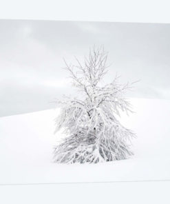 White Tree