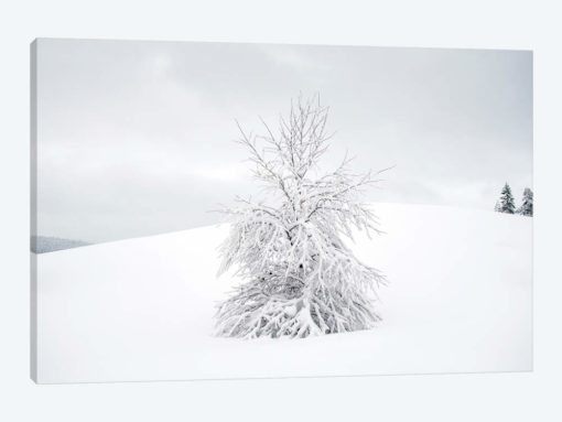 White Tree