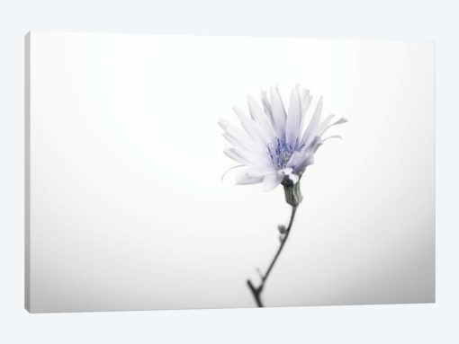 Floral I