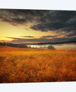 Fields Of Gold