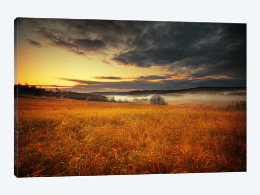 Fields Of Gold