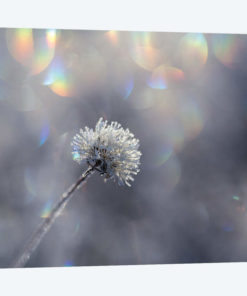 Fluffy Ice