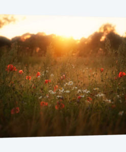 Fields Of Red