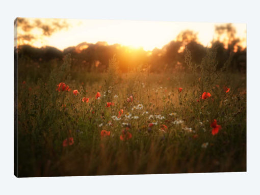 Fields Of Red
