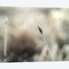 Frosty Straw