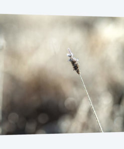 Frosty Straw