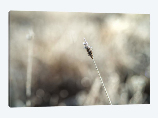 Frosty Straw