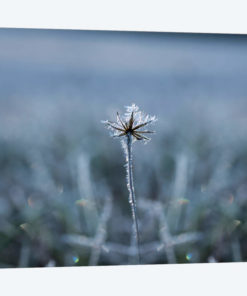 Frozen Star