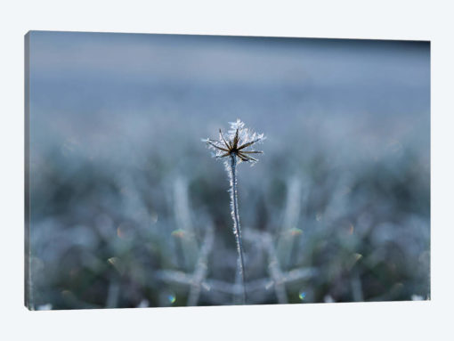 Frozen Star