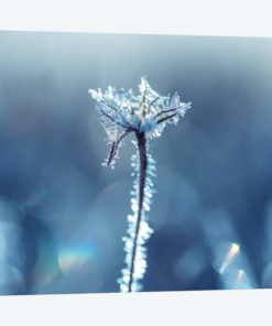 Ice Crown