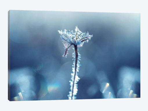 Ice Crown