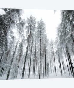 Trees In Motion