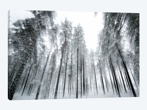 Trees In Motion