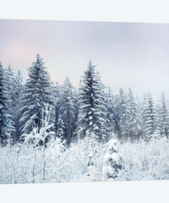 Where Christmas Trees Are Born