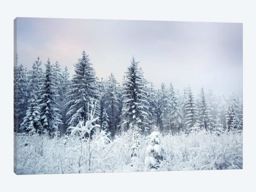 Where Christmas Trees Are Born