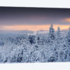 White Forest