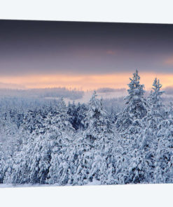 White Forest