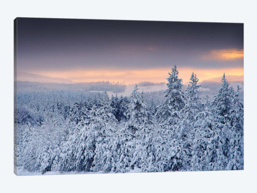 White Forest