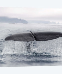Tail Splash