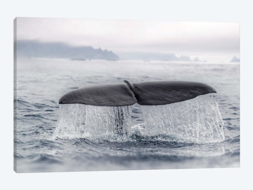 Tail Splash
