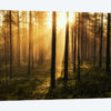 Forest Of Light