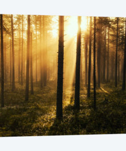 Forest Of Light