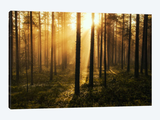 Forest Of Light