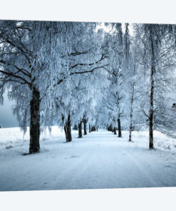 Frozen Avenue