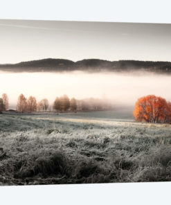 Frozen Meadow